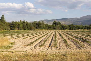 view of a landscape of fields cultivated captured from a car
