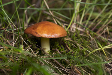 the edible mushrooms