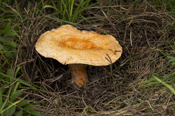 the inedible mushroom