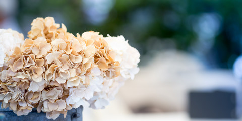 Hydrangea flower outdoor