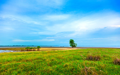 Fototapeta na wymiar green grassland and single tree at the shore with bright blue sk