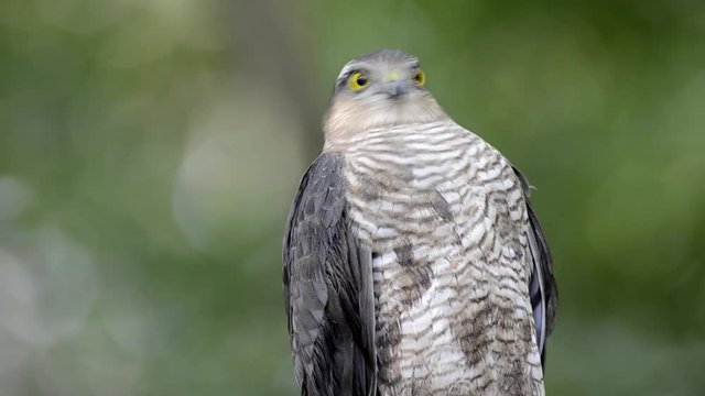 Eurasian sparrowhawk (Accipiter nisus) sitting on the branch