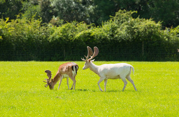 Naklejka na ściany i meble White deer and red deer the New Forest England UK
