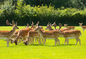 Herd of wild deer