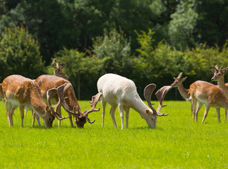 Herd of deer in the English countryside New Forest Hampshire southern uk