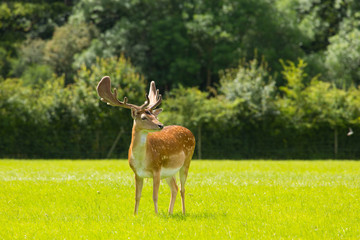 Fototapeta premium Deer with antlers New Forest England UK