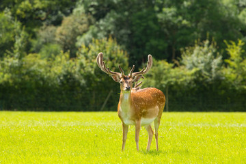 Beautiful red deer with antlers New Forest England UK