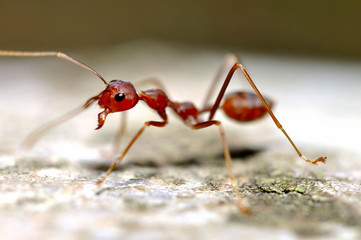 Ant in the forest
