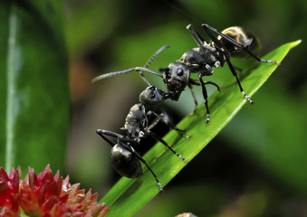 Two ants on a leaf