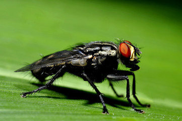 Fly On A leaf