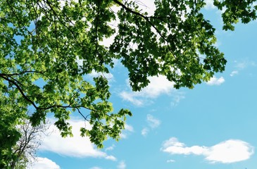 Skyscape with maple branches