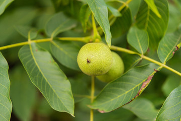 Green walnuts growing