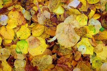 Carpet of leafless yellow foliage.