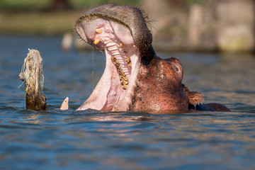 Fototapeta premium Hippopotamus In Lake