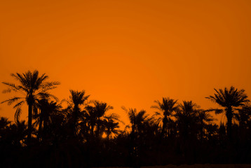 Palm trees on orange background