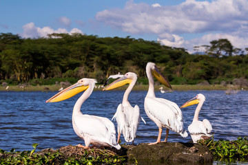 Pelicans Against River