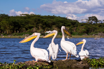 Pelicans Against River