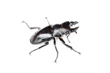 Insect bug beetle (Dorcus gracilicornis)