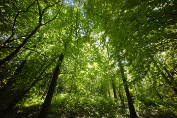 trees in a green  forest