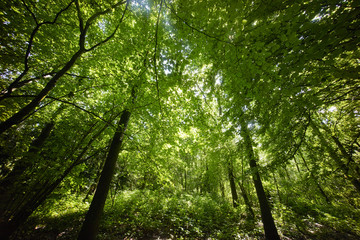 Fototapeta na wymiar trees in a green forest