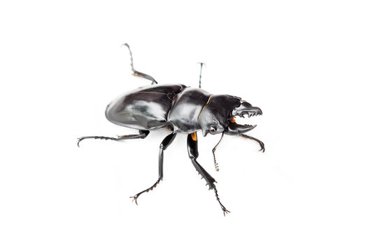 Insect bug beetle (Dorcus gracilicornis)