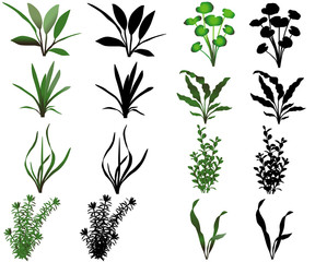 Collection of different species of water plants