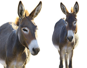  two Donkey