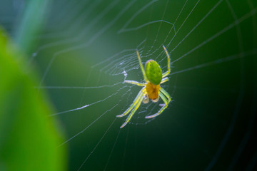 Spinne