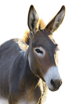  Donkey