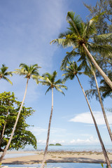 Beautiful sea coconut with morning light.