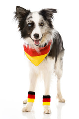 Hund als Fußballfan