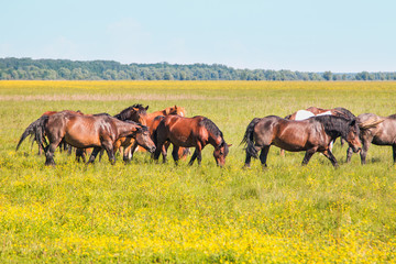 Horses on green field in spring in nature park Lonjsko polje, Croatia