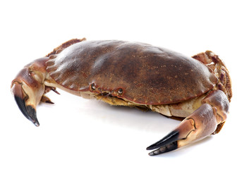 edible brown crab - obrazy, fototapety, plakaty