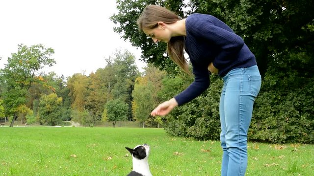 young attractive happy woman trains french bulldog in the park - the dog begs for dainty