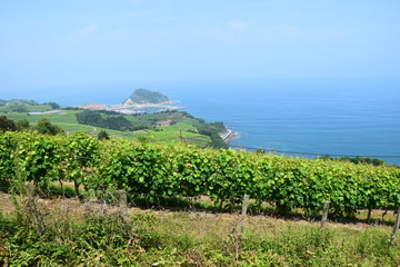 Obraz premium Weinberg an der baskische Küste