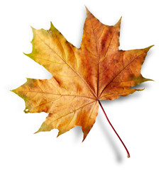 Maple autumn leaf isolated on white background