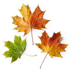 Autumn leaves of maple tree isolated on white background