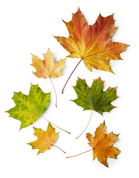Maple autumn leaves isolated on white background