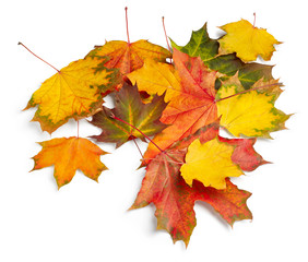 Autumn maple leaves isolated on white background