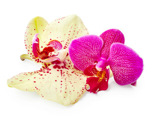Purple and yellow orchid flowers