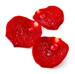 Red rose petals with drops of water