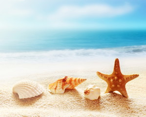Starfish and sea shells on the beach
