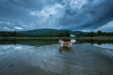 The dog and beautiful landscape with clouds on lake.