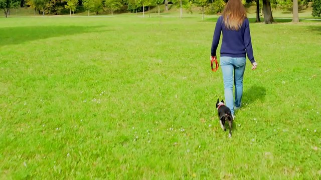young attractive woman walk french bulldog - free - she holds leash - view of their back