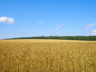 A wheat field, fresh crop of on a sunny day. Rural Landscape