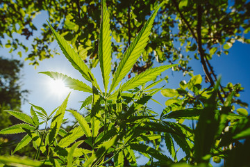 Wide angle image of cannabis plant with blue sky background
