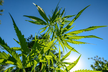 Wide angle image of cannabis plant with blue sky background