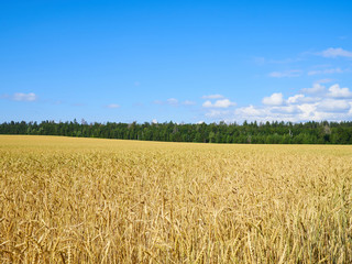 A wheat field, fresh crop of on a sunny day. Rural Landscape