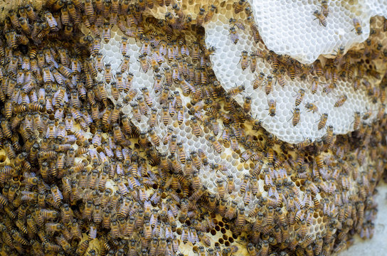 bees swarming on a honeycomb