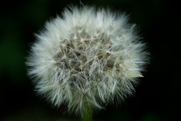 dandelion